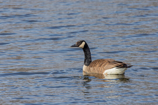 Canada Goose (Branta canadensis) in Its Natural Habitat
