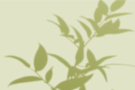 Soft plant shadow overlay on olive green background

