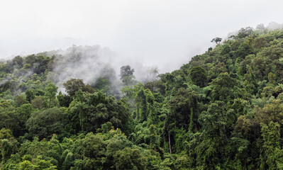 Lush green forest hills shrouded in mist and fog, with dense vegetation covering mountainous terrain under an overcast sky. © Eugene Ga