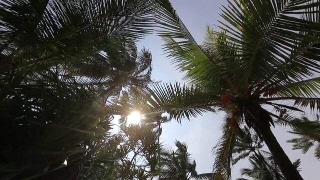Low angle view of tropical palm trees against sky
