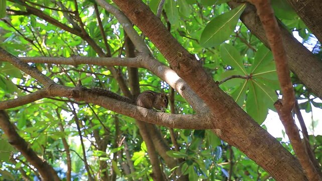 Cute small chipmunk eating on tree branch