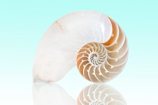 Chambered Nautilus On A Teal Background