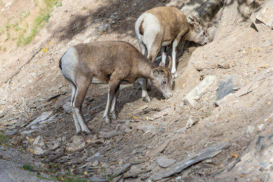 Mother Mountain Goat and Baby Grazing on Rocky Cliff