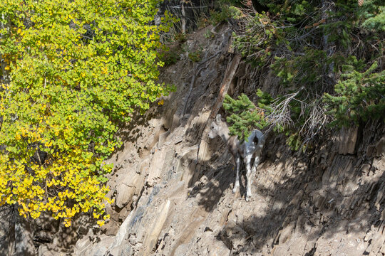 A Baby Mountain Goat Grazing on Rocky Cliff