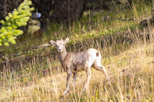 A Baby Mountain Goat Grazing on Rocky Cliff
