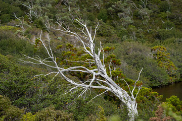Native tree and lush vegetation in a temperate forest in Tasmania, Australia © DARIO