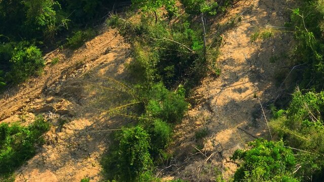 Aerial perspective of rainforest clearing with stacked logs reflects shrinking forest coverage, carbon imbalance, land degradation, and the urgent need for sustainable forest protection worldwide. 4k.