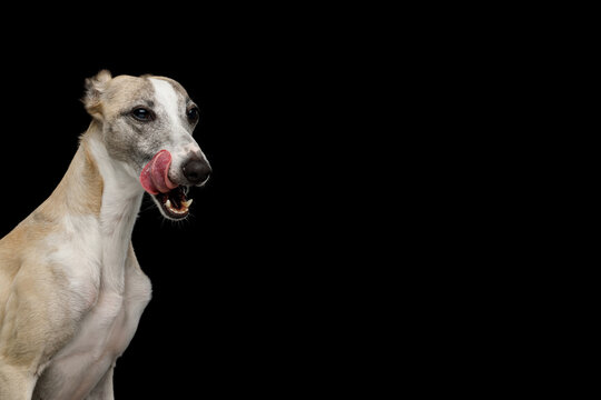 Whippet dog profile licking lips copy space