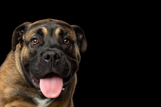 Portrait of ca de bou dog isolated on black background, looking at camera with pink tongue out, friendly cheerful expression, droopy ears, copy space on right, large brown molosser