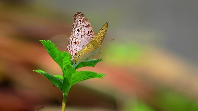 Cinematic close up of a beautiful patterned butterfly landing and resting on a small green plant leaf in a sunlit garden.