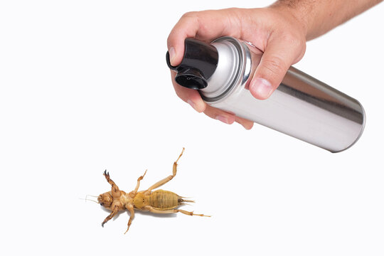 Spray On Mole Cricket Pest Control, Isolated On White
