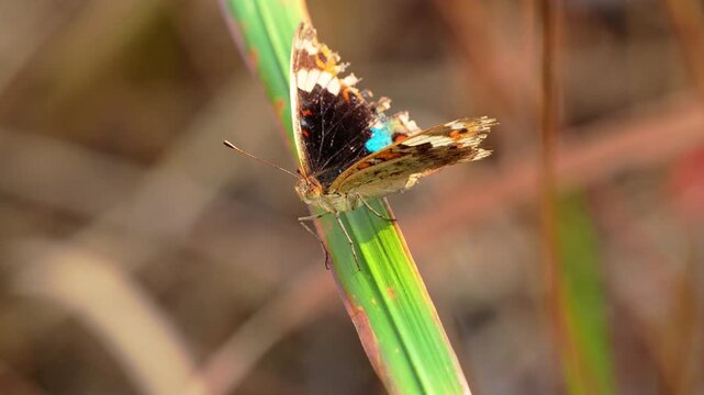 Beautiful butterfly with blue and black patterns and slightly damaged wings perched on a green blade of grass in nature.