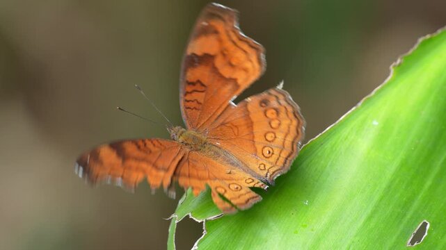 Beautiful brown butterfly perched on a vibrant green leaf in a sunny tropical garden, showcasing intricate wing patterns and natural wildlife behavior in a serene outdoor setting with soft bokeh.