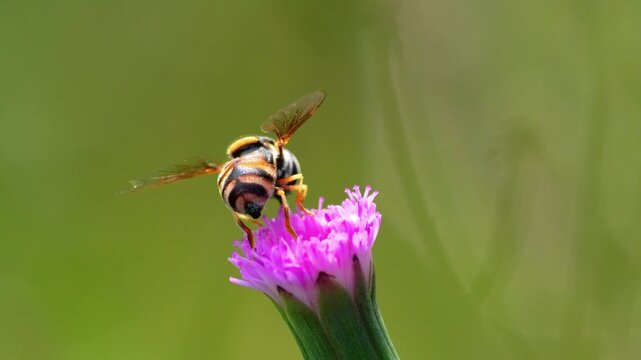 Macro footage of a hoverfly pollinating a small pink wildflower in a lush green meadow, capturing the delicate movement of wings and nature biodiversity in a sunny outdoor summer garden.