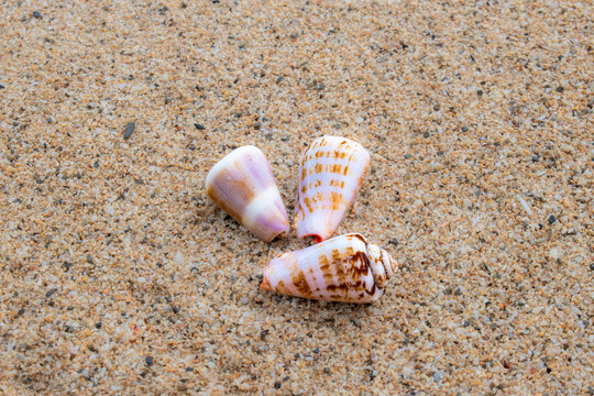 砂浜に落ちている貝殻