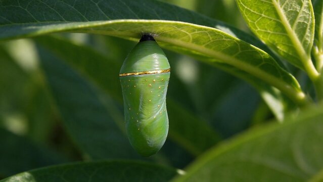 Monarch Butterfly Chrysalis
