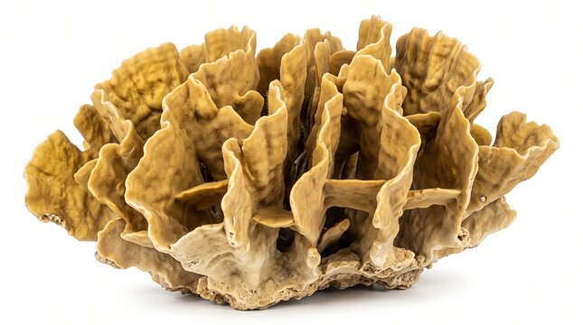 Millepora platyphylla skeleton displaying ruffled plate-like formations against a clean white backdrop.
