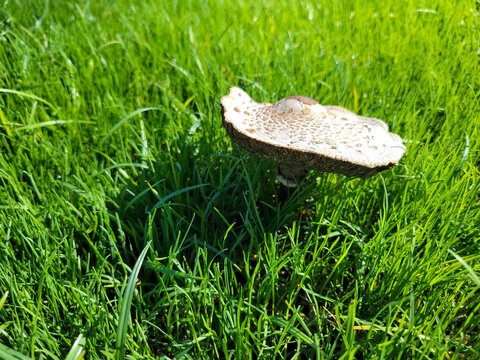 Parasol Mushroom with an Open Cap-Umbrella above Green Grassy Lawn