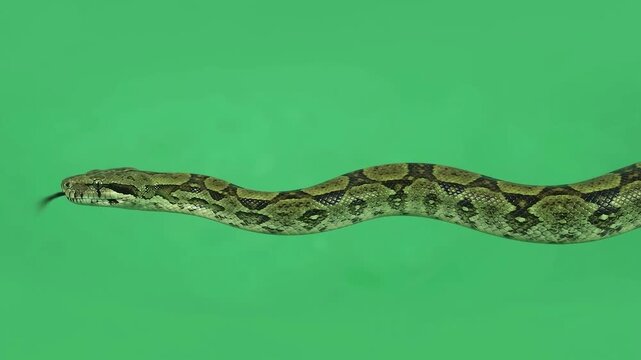 Green Tree Python hypnotic horizontal slithering motion in place with subtle tongue flicking.