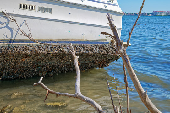 Weathered white boat hull encrusted with barnacles in Gulfport, FL sits at the waterline near shoreline driftwood and shallow rocky water, conveying abandonment, decay, and coastal marine texture in b