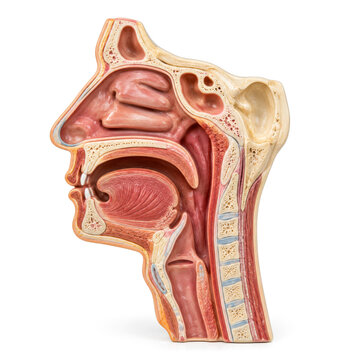 Human Head Sagittal Anatomical Teaching Model Showing Sinuses and Nasal Cavity on White Background