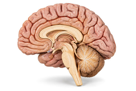 Human Brain Midsagittal Anatomical Teaching Model on White Background