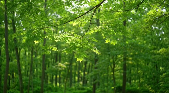 Lush green forest canopy with fresh maple leaf foliage, slender tree branch, soft sunlight, peaceful nature woodland scene, vibrant spring landscape, layered tree depth and tranquil natural atmosphere