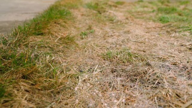 Dry grass and thatch on a spring lawn low angle close-up