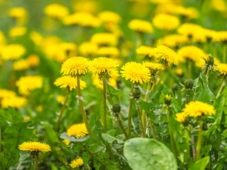 Field of yellow dandelions. Taraxacum officinale, the common dandelion © Dmitrii Potashkin