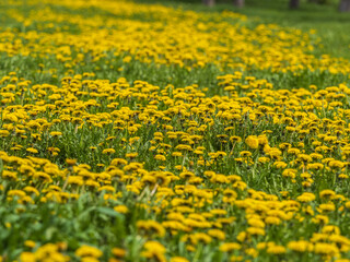 Field of yellow dandelions. Taraxacum officinale, the common dandelion © Dmitrii Potashkin
