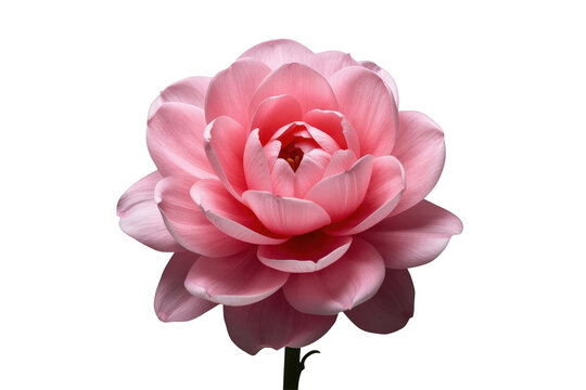 Minimal delicate pink rose flower on transparent background front view