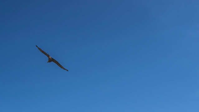Condor flight. A large bird of prey is soaring, spreading its wings. A silhouette against the backdrop of a clear blue sky. The left side of the frame. Copy space. Peru. Colca Canyon.