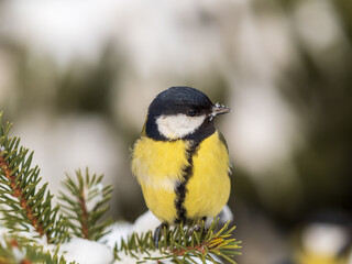 Cute bird Great tit, songbird sitting on the fir branch with snow in winter © Dmitrii Potashkin