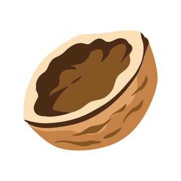 Walnut nut food brown healthy organic plant botanical vector illustration depicting a cut walnut with a dark inner shell and a clearly defined tan outer husk