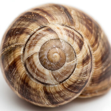 Macro Shot of Snail Shell Spiral Pattern, Perfect Fibonacci Curve in Brown Cream Tones, Extreme Close-Up White Background Photography