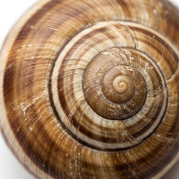 Macro Shot of Snail Shell Spiral Pattern, Perfect Fibonacci Curve in Brown Cream Tones, Extreme Close-Up White Background Photography