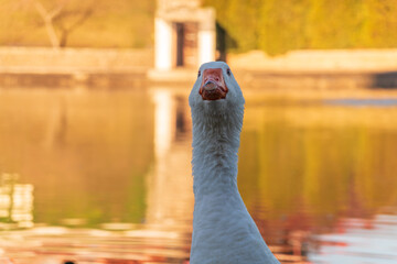 Portrait of Domesticated grey goose, greylag goose or white goose on green blured background with an open beak. © Dmitrii Potashkin