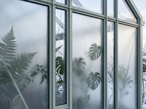 Misty Greenhouse Windows with Tropical Plant Silhouettes
