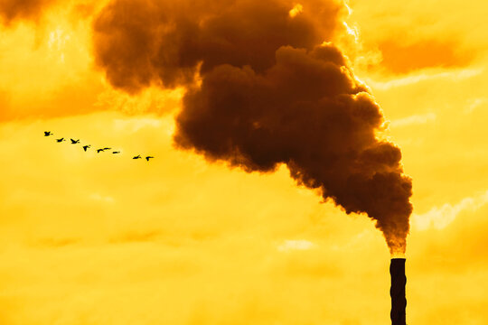 Flock of Geese Fowl Flying in Front of Pollution From Factory Smoke Smokestack Chimney Environment