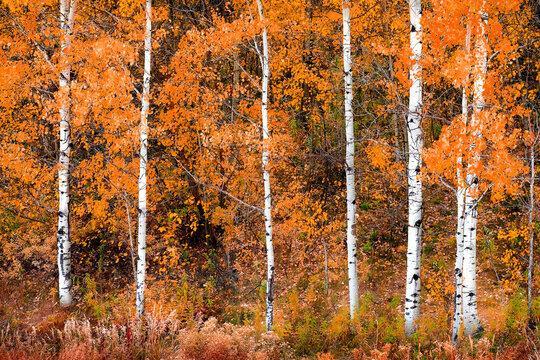 Autumn Aspen Trees Fall Colors Golden and Orange Leaves and White Trunk
