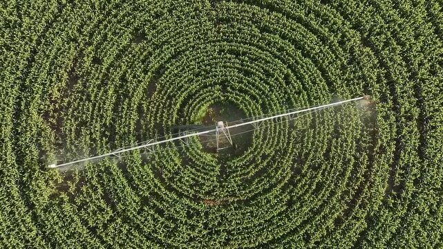Aerial view of center pivot irrigation system watering a circular corn field