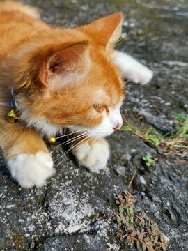 Close up of ginger cat head and white paws with bell collar on ground