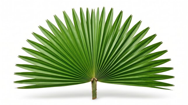 Single large green palm leaf shaped like a fan isolated for summer design projects