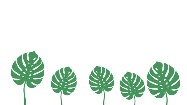 Green Monstera Leaves Arranged in a Row