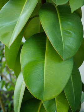 Close-up of large glossy green leaves of a rubber plant, Ficus elastica. Lush tropical foliage with smooth surfaces, prominent veins and overlapping natural shapes.