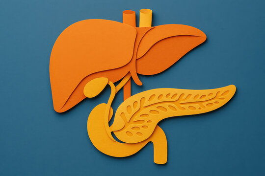Liver pancreas anatomy paper art medical illustration layered orange yellow blue background showing digestive organs with gallbladder and duodenum in papercut craft design