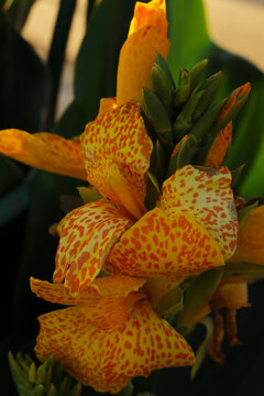 beautiful yellow canna lily flower with natural sunlight