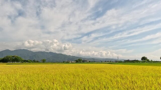 Car side window view of rice fields and village, Taiwan