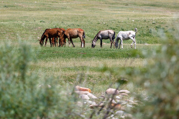 Horses graze peacefully in a vast green field © schankz