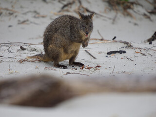 Tasmanian Pademelon on a White Sandy Beach, Maria Island, Tasmania, Australia © JumsiCat